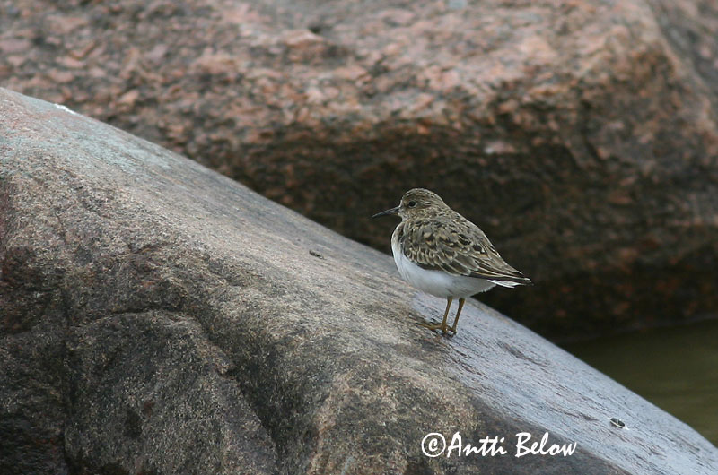 Avainsanat: Territ de Temminck Temmincksryle Temmincks strandloper Temminck's Stint Värbrisla värbrüdi Bécasseau de Temminck Temmincksstrandläufer Temminck-partfutó Bakkatíta Gambecchio nano Temmincksnipe Pilrito de Temminck Calidris temminckii Correlimos