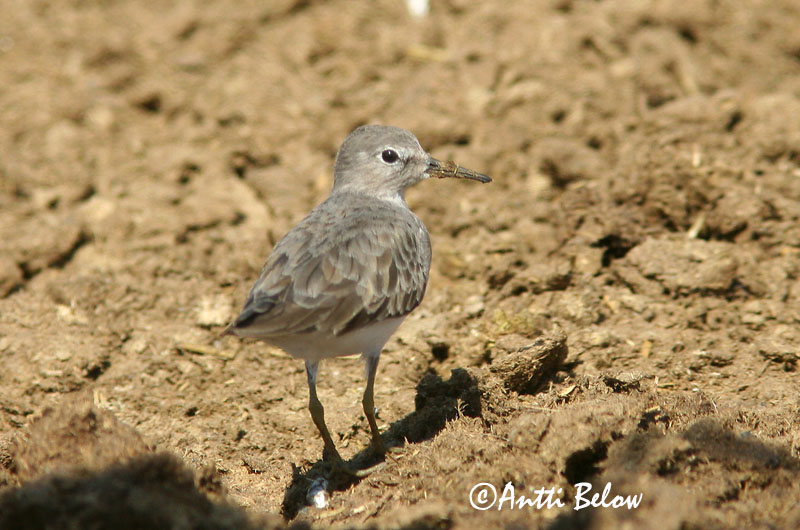 Avainsanat: Territ de Temminck Temmincksryle Temmincks strandloper Temminck's Stint Värbrisla värbrüdi Bécasseau de Temminck Temmincksstrandläufer Temminck-partfutó Bakkatíta Gambecchio nano Temmincksnipe Pilrito de Temminck Calidris temminckii Correlimos