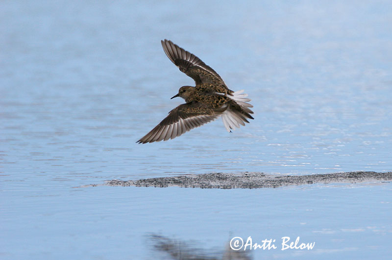 Avainsanat: Territ de Temminck Temmincksryle Temmincks strandloper Temminck's Stint Värbrisla värbrüdi Bécasseau de Temminck Temmincksstrandläufer Temminck-partfutó Bakkatíta Gambecchio nano Temmincksnipe Pilrito de Temminck Calidris temminckii Correlimos