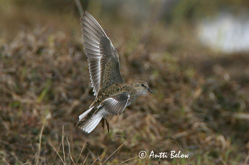 Avainsanat: Territ de Temminck Temmincksryle Temmincks strandloper Temminck's Stint Värbrisla värbrüdi Bécasseau de Temminck Temmincksstrandläufer Temminck-partfutó Bakkatíta Gambecchio nano Temmincksnipe Pilrito de Temminck Calidris temminckii Correlimos
