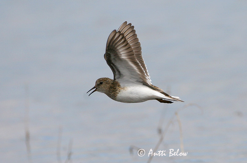 Avainsanat: Territ de Temminck Temmincksryle Temmincks strandloper Temminck's Stint Värbrisla värbrüdi Bécasseau de Temminck Temmincksstrandläufer Temminck-partfutó Bakkatíta Gambecchio nano Temmincksnipe Pilrito de Temminck Calidris temminckii Correlimos