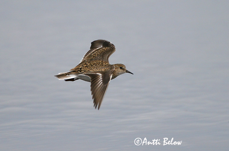 Avainsanat: Territ de Temminck Temmincksryle Temmincks strandloper Temminck's Stint Värbrisla värbrüdi Bécasseau de Temminck Temmincksstrandläufer Temminck-partfutó Bakkatíta Gambecchio nano Temmincksnipe Pilrito de Temminck Calidris temminckii Correlimos