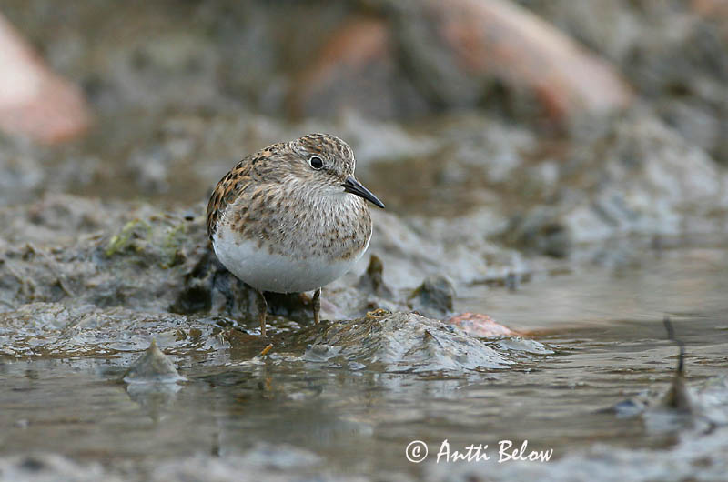 Avainsanat: Territ fosc Sortgrå ryle Paarse strandloper Purple Sandpiper Meririsla Merisirri Bécasseau violet Meerstrandläufer Tengeri partfutó Sendlingur Piovanello violetto Fjæreplytt Pilrito-escuro Calidris maritima Correlimos Oscuro Skärsnäppa