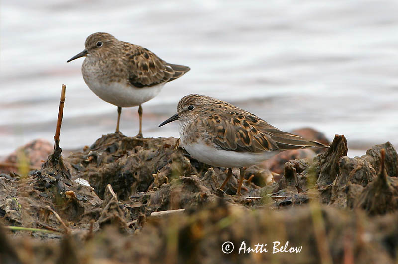 Avainsanat: Territ fosc Sortgrå ryle Paarse strandloper Purple Sandpiper Meririsla Merisirri Bécasseau violet Meerstrandläufer Tengeri partfutó Sendlingur Piovanello violetto Fjæreplytt Pilrito-escuro Calidris maritima Correlimos Oscuro Skärsnäppa