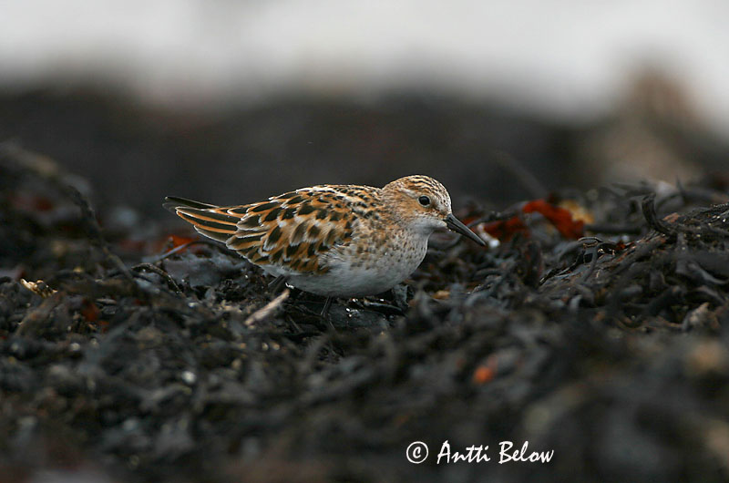 Avainsanat: Territ fosc Sortgrå ryle Paarse strandloper Purple Sandpiper Meririsla Merisirri Bécasseau violet Meerstrandläufer Tengeri partfutó Sendlingur Piovanello violetto Fjæreplytt Pilrito-escuro Calidris maritima Correlimos Oscuro Skärsnäppa