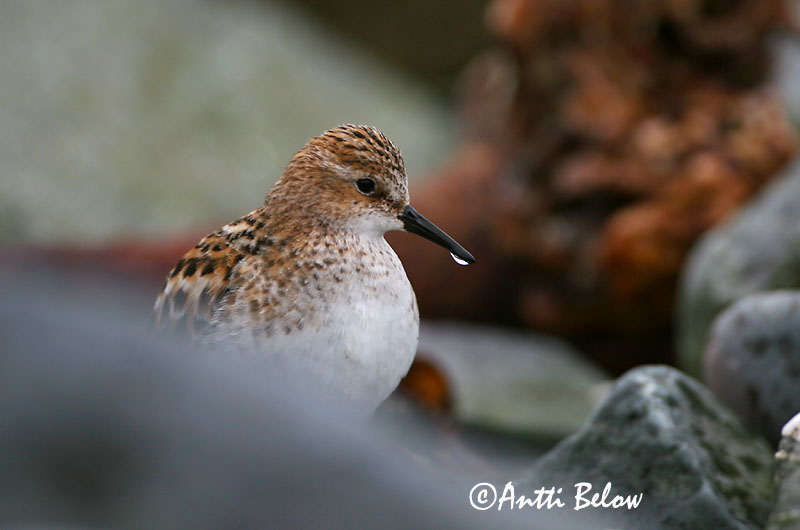 Avainsanat: Territ menut Dværgryle Kleine strandloper Little Stint Väikerisla Pikkusirri Bécasseau minute Zwergstrandläufer Apró partfutó Veimiltíta Gambecchio Dvergsnipe Pilrito-pequeno Calidris minuta Correlimos Menudo Småsnäppa