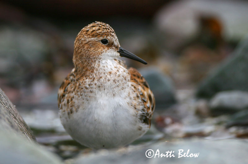 Avainsanat: Territ menut Dværgryle Kleine strandloper Little Stint Väikerisla Pikkusirri Bécasseau minute Zwergstrandläufer Apró partfutó Veimiltíta Gambecchio Dvergsnipe Pilrito-pequeno Calidris minuta Correlimos Menudo Småsnäppa