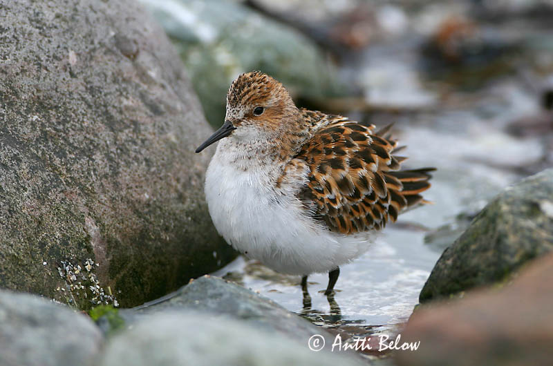 Avainsanat: Territ menut Dværgryle Kleine strandloper Little Stint Väikerisla Pikkusirri Bécasseau minute Zwergstrandläufer Apró partfutó Veimiltíta Gambecchio Dvergsnipe Pilrito-pequeno Calidris minuta Correlimos Menudo Småsnäppa