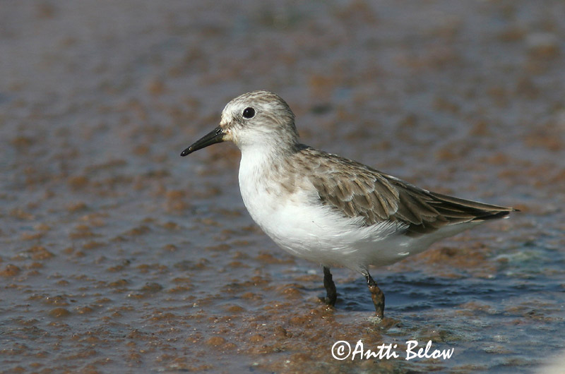 Avainsanat: Territ menut Dværgryle Kleine strandloper Little Stint Väikerisla Pikkusirri Bécasseau minute Zwergstrandläufer Apró partfutó Veimiltíta Gambecchio Dvergsnipe Pilrito-pequeno Calidris minuta Correlimos Menudo Småsnäppa