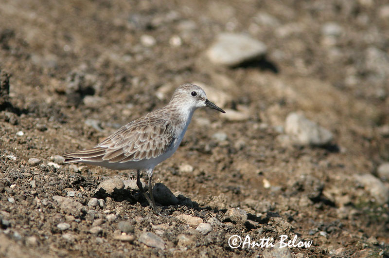 Avainsanat: Territ menut Dværgryle Kleine strandloper Little Stint Väikerisla Pikkusirri Bécasseau minute Zwergstrandläufer Apró partfutó Veimiltíta Gambecchio Dvergsnipe Pilrito-pequeno Calidris minuta Correlimos Menudo Småsnäppa