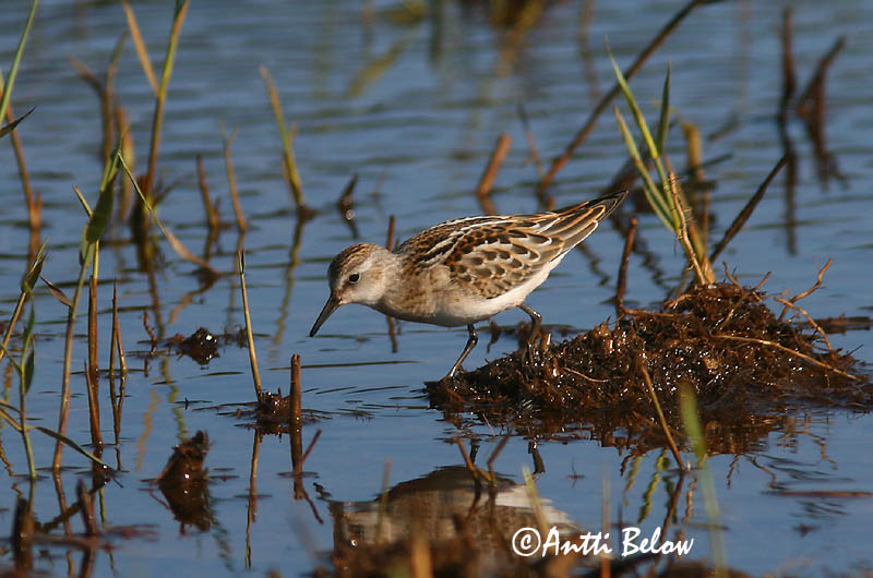 Avainsanat: Territ menut Dværgryle Kleine strandloper Little Stint Väikerisla Pikkusirri Bécasseau minute Zwergstrandläufer Apró partfutó Veimiltíta Gambecchio Dvergsnipe Pilrito-pequeno Calidris minuta Correlimos Menudo Småsnäppa