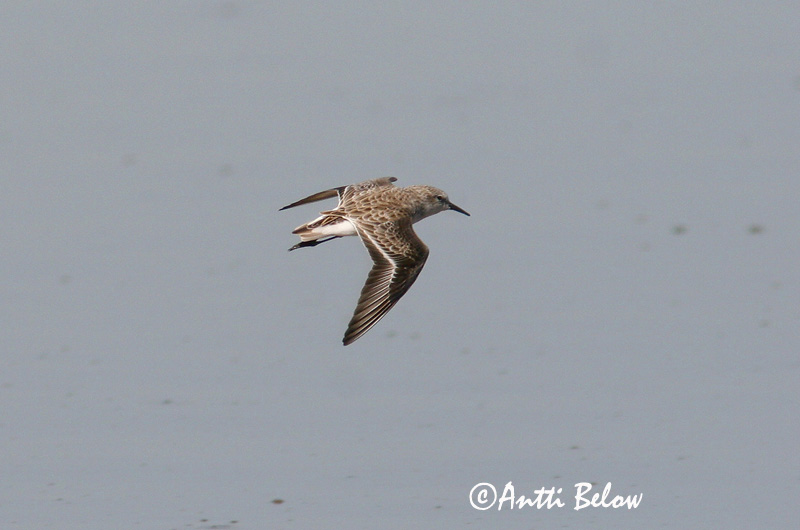 Avainsanat: Territ menut Dværgryle Kleine strandloper Little Stint Väikerisla Pikkusirri Bécasseau minute Zwergstrandläufer Apró partfutó Veimiltíta Gambecchio Dvergsnipe Pilrito-pequeno Calidris minuta Correlimos Menudo Småsnäppa