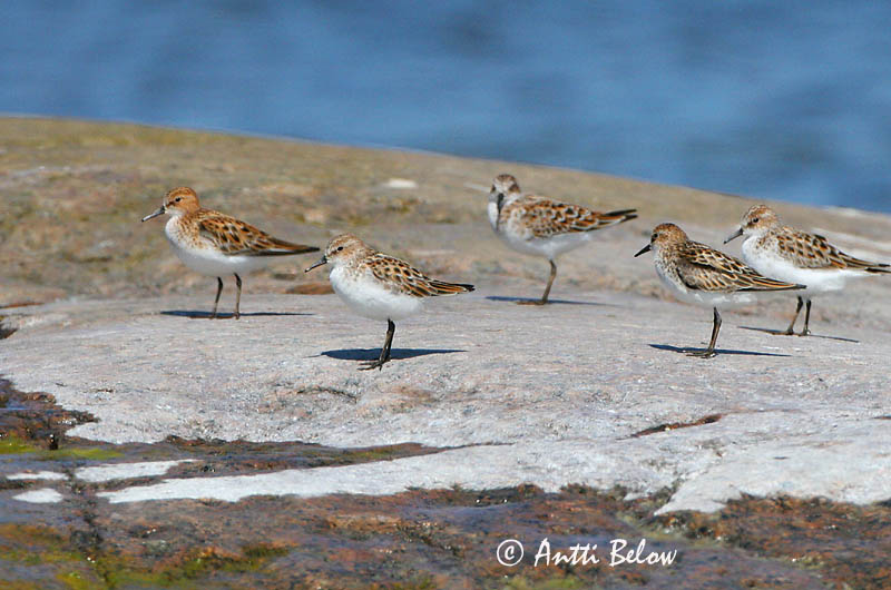 Avainsanat: Territ menut Dværgryle Kleine strandloper Little Stint Väikerisla Pikkusirri Bécasseau minute Zwergstrandläufer Apró partfutó Veimiltíta Gambecchio Dvergsnipe Pilrito-pequeno Calidris minuta Correlimos Menudo Småsnäppa