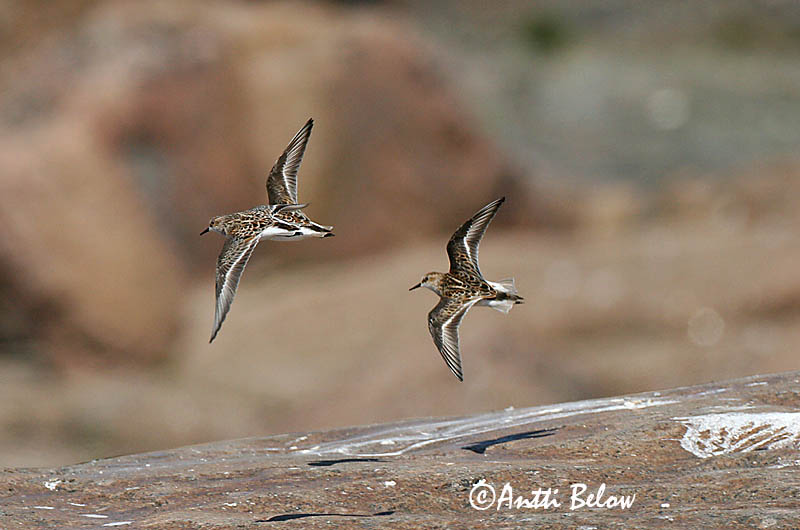 Avainsanat: Territ fosc Sortgrå ryle Paarse strandloper Purple Sandpiper Meririsla Merisirri Bécasseau violet Meerstrandläufer Tengeri partfutó Sendlingur Piovanello violetto Fjæreplytt Pilrito-escuro Calidris maritima Correlimos Oscuro Skärsnäppa