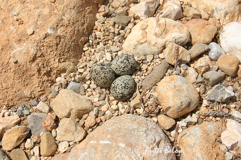 Avainsanat: Corriol camanegre Hvidbrystet præstekrave Strandplevier Kentish Plover Meritüll Mustajalkatylli Gravelot à collier interrompu Seeregenpfeifer Széki lile Strandlóa Hvitbrystlo Borrelho-de-coleira-interrompida Charadrius alexandrinus Chorlitejo Patineg