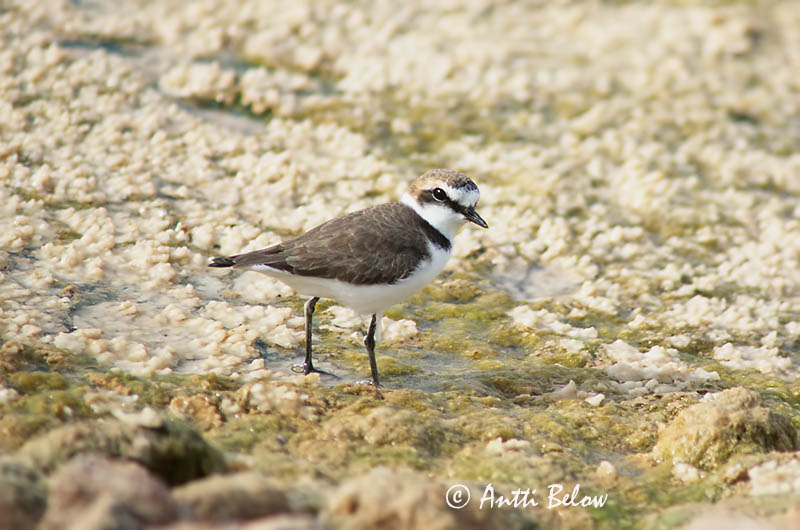Avainsanat: Corriol camanegre Hvidbrystet præstekrave Strandplevier Kentish Plover Meritüll Mustajalkatylli Gravelot à collier interrompu Seeregenpfeifer Széki lile Strandlóa Hvitbrystlo Borrelho-de-coleira-interrompida Charadrius alexandrinus Chorlitejo Patineg