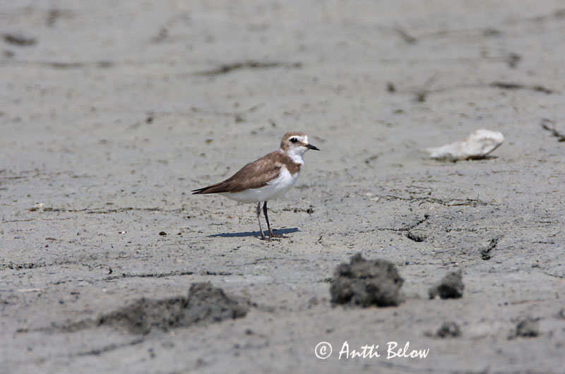 Avainsanat: Corriol camanegre Hvidbrystet præstekrave Strandplevier Kentish Plover Meritüll Mustajalkatylli Gravelot à collier interrompu Seeregenpfeifer Széki lile Strandlóa Hvitbrystlo Borrelho-de-coleira-interrompida Charadrius alexandrinus Chorlitejo Patineg