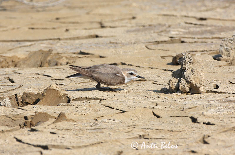 Avainsanat: Corriol camanegre Hvidbrystet præstekrave Strandplevier Kentish Plover Meritüll Mustajalkatylli Gravelot à collier interrompu Seeregenpfeifer Széki lile Strandlóa Hvitbrystlo Borrelho-de-coleira-interrompida Charadrius alexandrinus Chorlitejo Patineg