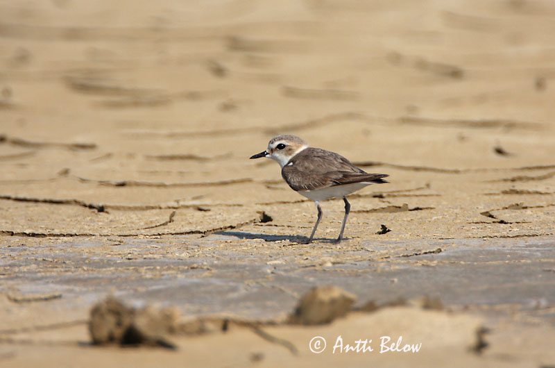 Avainsanat: Corriol camanegre Hvidbrystet præstekrave Strandplevier Kentish Plover Meritüll Mustajalkatylli Gravelot à collier interrompu Seeregenpfeifer Széki lile Strandlóa Hvitbrystlo Borrelho-de-coleira-interrompida Charadrius alexandrinus Chorlitejo Patineg