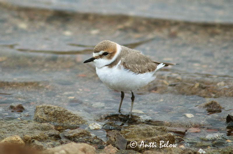 Avainsanat: Corriol camanegre Hvidbrystet præstekrave Strandplevier Kentish Plover Meritüll Mustajalkatylli Gravelot à collier interrompu Seeregenpfeifer Széki lile Strandlóa Hvitbrystlo Borrelho-de-coleira-interrompida Charadrius alexandrinus Chorlitejo Patineg