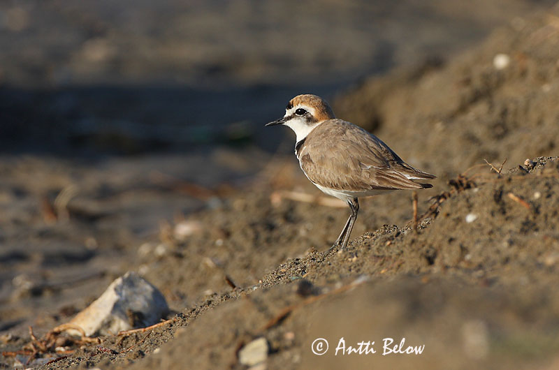 Avainsanat: Corriol camanegre Hvidbrystet præstekrave Strandplevier Kentish Plover Meritüll Mustajalkatylli Gravelot à collier interrompu Seeregenpfeifer Széki lile Strandlóa Hvitbrystlo Borrelho-de-coleira-interrompida Charadrius alexandrinus Chorlitejo Patineg