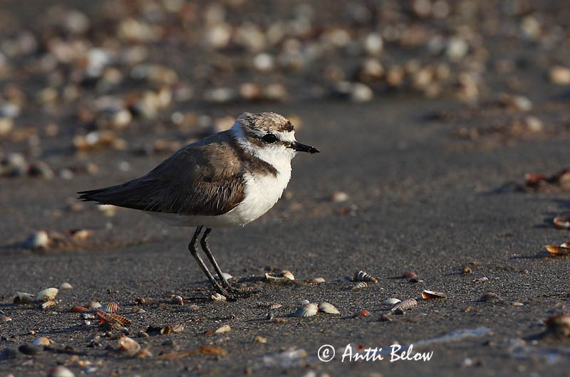 Avainsanat: Corriol camanegre Hvidbrystet præstekrave Strandplevier Kentish Plover Meritüll Mustajalkatylli Gravelot à collier interrompu Seeregenpfeifer Széki lile Strandlóa Hvitbrystlo Borrelho-de-coleira-interrompida Charadrius alexandrinus Chorlitejo Patineg