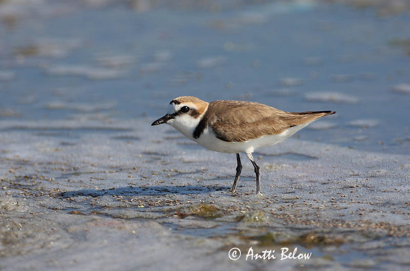 Avainsanat: Corriol camanegre Hvidbrystet præstekrave Strandplevier Kentish Plover Meritüll Mustajalkatylli Gravelot à collier interrompu Seeregenpfeifer Széki lile Strandlóa Hvitbrystlo Borrelho-de-coleira-interrompida Charadrius alexandrinus Chorlitejo Patineg