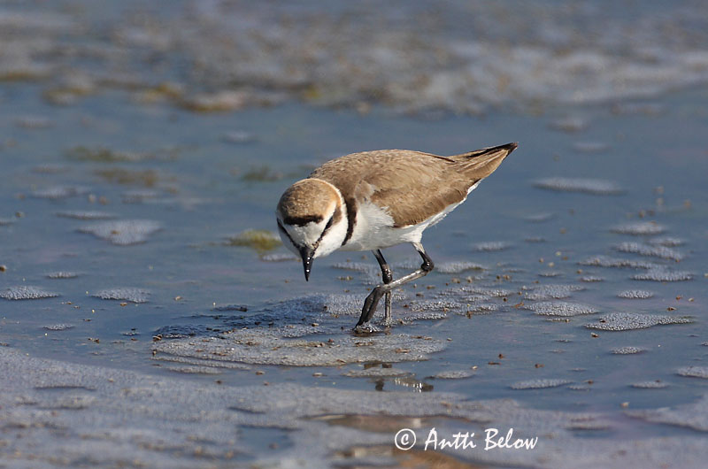 Avainsanat: Corriol camanegre Hvidbrystet præstekrave Strandplevier Kentish Plover Meritüll Mustajalkatylli Gravelot à collier interrompu Seeregenpfeifer Széki lile Strandlóa Hvitbrystlo Borrelho-de-coleira-interrompida Charadrius alexandrinus Chorlitejo Patineg