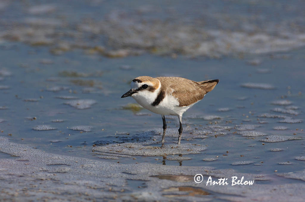 Avainsanat: Corriol camanegre Hvidbrystet præstekrave Strandplevier Kentish Plover Meritüll Mustajalkatylli Gravelot à collier interrompu Seeregenpfeifer Széki lile Strandlóa Hvitbrystlo Borrelho-de-coleira-interrompida Charadrius alexandrinus Chorlitejo Patineg