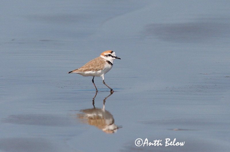 Avainsanat: Corriol camanegre Hvidbrystet præstekrave Strandplevier Kentish Plover Meritüll Mustajalkatylli Gravelot à collier interrompu Seeregenpfeifer Széki lile Strandlóa Hvitbrystlo Borrelho-de-coleira-interrompida Charadrius alexandrinus Chorlitejo Patineg
