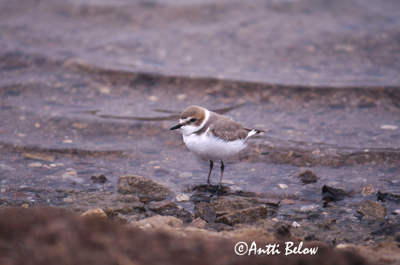 Avainsanat: Corriol camanegre Hvidbrystet præstekrave Strandplevier Kentish Plover Meritüll Mustajalkatylli Gravelot à collier interrompu Seeregenpfeifer Széki lile Strandlóa Hvitbrystlo Borrelho-de-coleira-interrompida Charadrius alexandrinus Chorlitejo Patineg