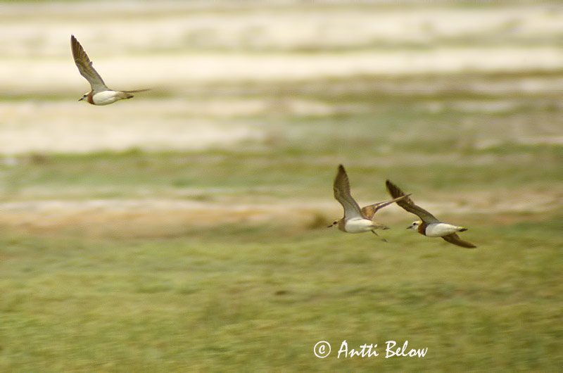 scanned
Avainsanat: Kaspische plevier Caspian Plover Pluvier asiatique Wermutregenpfeifer Rødbrystlo Charadrius asiaticus Chorlitejo Asiático Chico Kaspisk pipare Kaspiantylli