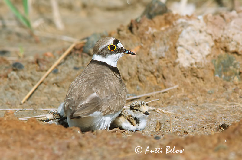 Avainsanat: Corriol petit Lille præstekrave Kleine plevier Little Ringed Plover Väiketüll Pikkutylli Petit Gravelot Flußregenpfeifer Kis lile Vatnalóa Dverglo Borrelho-pequeno-de-coleira Charadrius dubius Chorlitejo Chico Mindre strandpipare