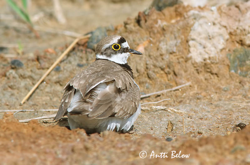 Avainsanat: Corriol petit Lille præstekrave Kleine plevier Little Ringed Plover Väiketüll Pikkutylli Petit Gravelot Flußregenpfeifer Kis lile Vatnalóa Dverglo Borrelho-pequeno-de-coleira Charadrius dubius Chorlitejo Chico Mindre strandpipare