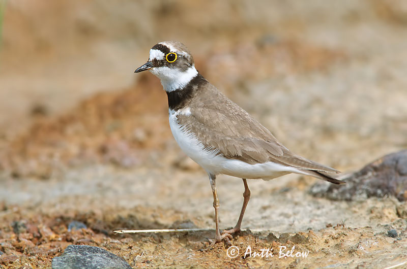 Avainsanat: Corriol petit Lille præstekrave Kleine plevier Little Ringed Plover Väiketüll Pikkutylli Petit Gravelot Flußregenpfeifer Kis lile Vatnalóa Dverglo Borrelho-pequeno-de-coleira Charadrius dubius Chorlitejo Chico Mindre strandpipare
