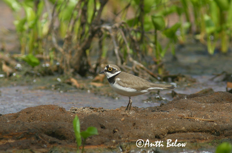 Avainsanat: Corriol petit Lille præstekrave Kleine plevier Little Ringed Plover Väiketüll Pikkutylli Petit Gravelot Flußregenpfeifer Kis lile Vatnalóa Dverglo Borrelho-pequeno-de-coleira Charadrius dubius Chorlitejo Chico Mindre strandpipare