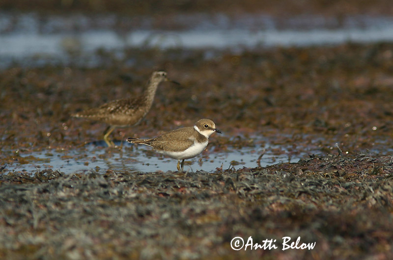 Avainsanat: Corriol petit Lille præstekrave Kleine plevier Little Ringed Plover Väiketüll Pikkutylli Petit Gravelot Flußregenpfeifer Kis lile Vatnalóa Dverglo Borrelho-pequeno-de-coleira Charadrius dubius Chorlitejo Chico Mindre strandpipare