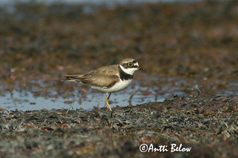Avainsanat: Corriol petit Lille præstekrave Kleine plevier Little Ringed Plover Väiketüll Pikkutylli Petit Gravelot Flußregenpfeifer Kis lile Vatnalóa Dverglo Borrelho-pequeno-de-coleira Charadrius dubius Chorlitejo Chico Mindre strandpipare
