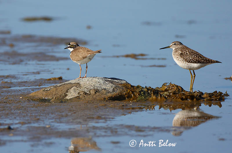 Avainsanat: Corriol petit Lille præstekrave Kleine plevier Little Ringed Plover Väiketüll Pikkutylli Petit Gravelot Flußregenpfeifer Kis lile Vatnalóa Dverglo Borrelho-pequeno-de-coleira Charadrius dubius Chorlitejo Chico Mindre strandpipare