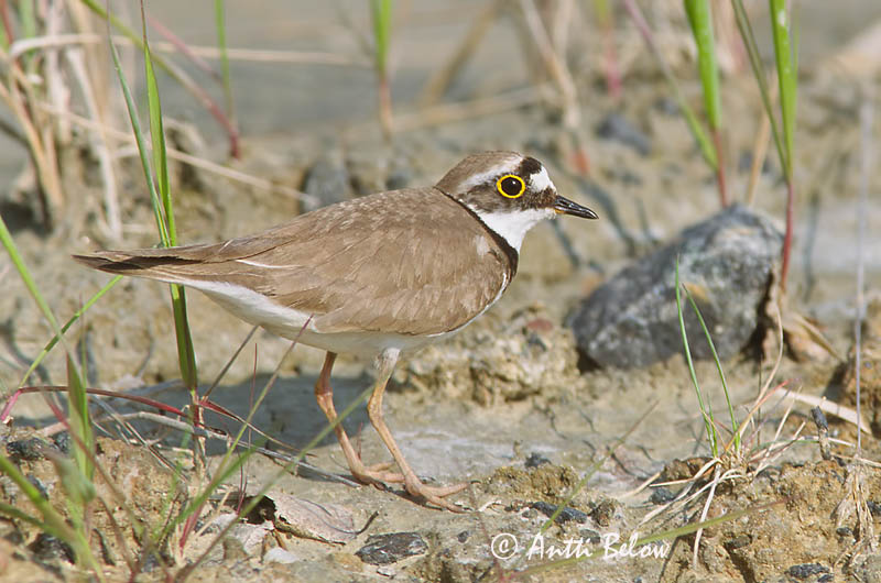 Avainsanat: Corriol petit Lille præstekrave Kleine plevier Little Ringed Plover Väiketüll Pikkutylli Petit Gravelot Flußregenpfeifer Kis lile Vatnalóa Dverglo Borrelho-pequeno-de-coleira Charadrius dubius Chorlitejo Chico Mindre strandpipare