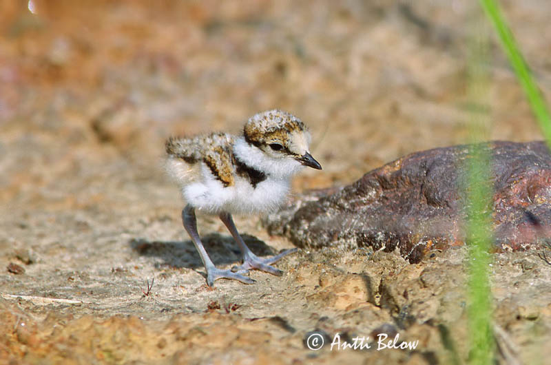 Avainsanat: Corriol petit Lille præstekrave Kleine plevier Little Ringed Plover Väiketüll Pikkutylli Petit Gravelot Flußregenpfeifer Kis lile Vatnalóa Dverglo Borrelho-pequeno-de-coleira Charadrius dubius Chorlitejo Chico Mindre strandpipare