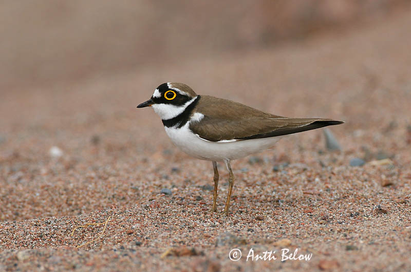 Avainsanat: Corriol petit Lille præstekrave Kleine plevier Little Ringed Plover Väiketüll Pikkutylli Petit Gravelot Flußregenpfeifer Kis lile Vatnalóa Dverglo Borrelho-pequeno-de-coleira Charadrius dubius Chorlitejo Chico Mindre strandpipare