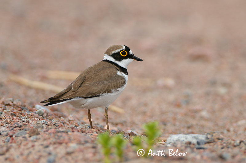 Avainsanat: Corriol petit Lille præstekrave Kleine plevier Little Ringed Plover Väiketüll Pikkutylli Petit Gravelot Flußregenpfeifer Kis lile Vatnalóa Dverglo Borrelho-pequeno-de-coleira Charadrius dubius Chorlitejo Chico Mindre strandpipare