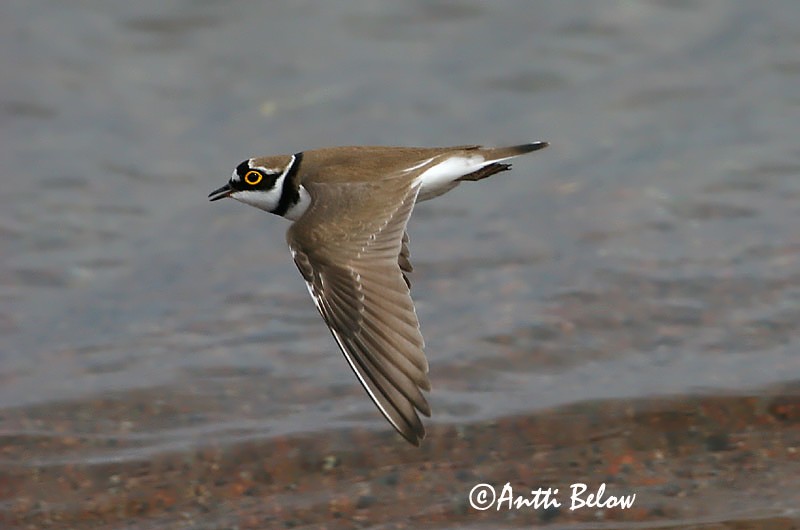Avainsanat: Corriol petit Lille præstekrave Kleine plevier Little Ringed Plover Väiketüll Pikkutylli Petit Gravelot Flußregenpfeifer Kis lile Vatnalóa Dverglo Borrelho-pequeno-de-coleira Charadrius dubius Chorlitejo Chico Mindre strandpipare