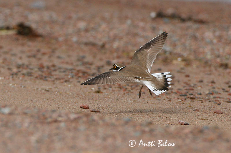 Avainsanat: Corriol petit Lille præstekrave Kleine plevier Little Ringed Plover Väiketüll Pikkutylli Petit Gravelot Flußregenpfeifer Kis lile Vatnalóa Dverglo Borrelho-pequeno-de-coleira Charadrius dubius Chorlitejo Chico Mindre strandpipare