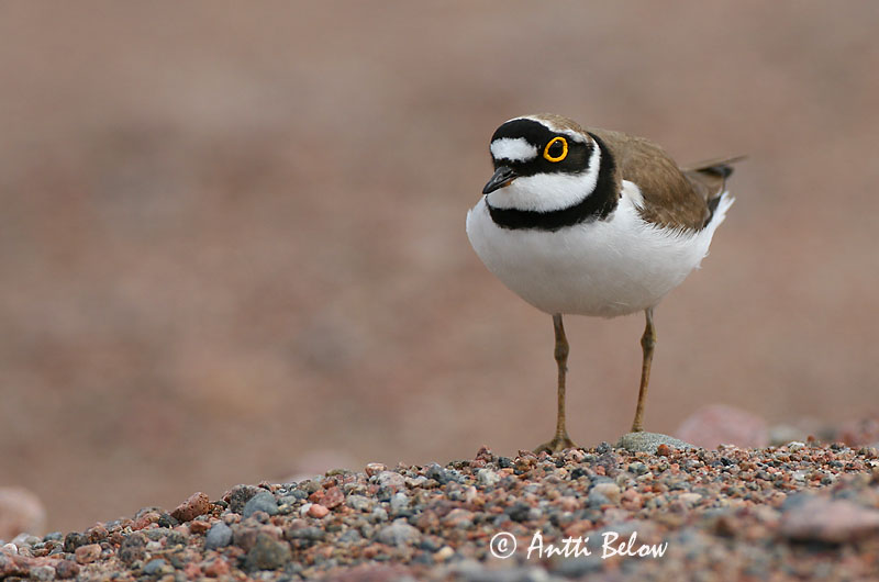 Avainsanat: Corriol petit Lille præstekrave Kleine plevier Little Ringed Plover Väiketüll Pikkutylli Petit Gravelot Flußregenpfeifer Kis lile Vatnalóa Dverglo Borrelho-pequeno-de-coleira Charadrius dubius Chorlitejo Chico Mindre strandpipare
