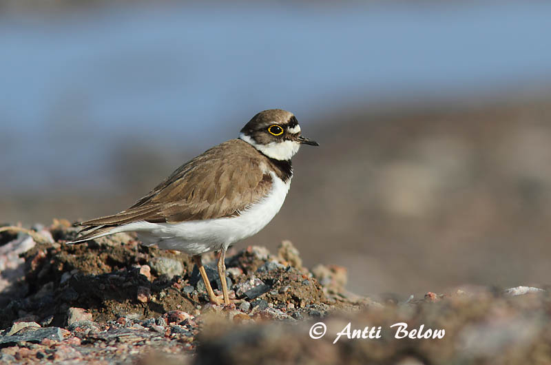 Avainsanat: Corriol petit Lille præstekrave Kleine plevier Little Ringed Plover Väiketüll Pikkutylli Petit Gravelot Flußregenpfeifer Kis lile Vatnalóa Dverglo Borrelho-pequeno-de-coleira Charadrius dubius Chorlitejo Chico Mindre strandpipare