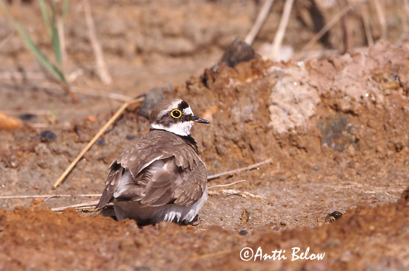 Avainsanat: Corriol petit Lille præstekrave Kleine plevier Little Ringed Plover Väiketüll Pikkutylli Petit Gravelot Flußregenpfeifer Kis lile Vatnalóa Dverglo Borrelho-pequeno-de-coleira Charadrius dubius Chorlitejo Chico Mindre strandpipare