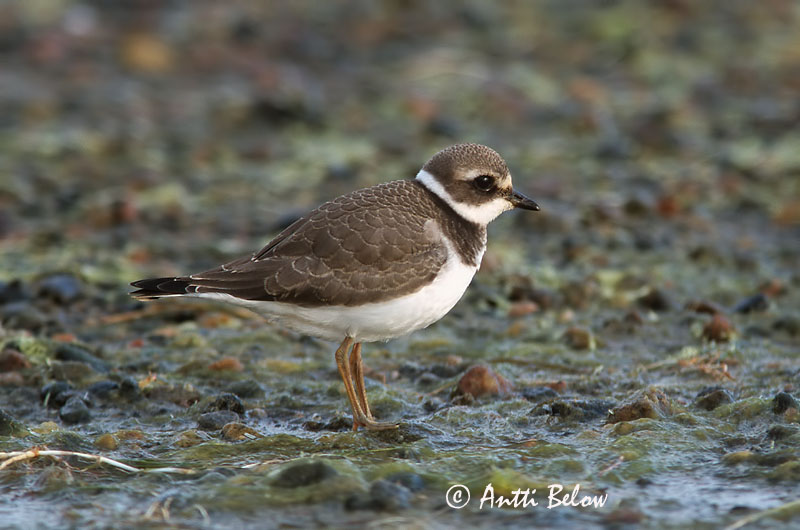 Avainsanat: Corriol gros Stor præstekrave Bontbekplevier Common Ringed Plover Liivatüll Grand Gravelot Sandregenpfeifer Parti lile Sandlóa Sandlo Borrelho-semipalmado Charadrius hiaticula Chorlitejo Grande Större strandpipare