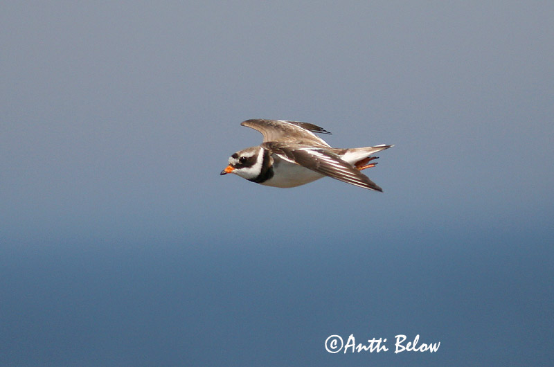 Avainsanat: Corriol gros Stor præstekrave Bontbekplevier Common Ringed Plover Liivatüll Grand Gravelot Sandregenpfeifer Parti lile Sandlóa Sandlo Borrelho-semipalmado Charadrius hiaticula Chorlitejo Grande Större strandpipare